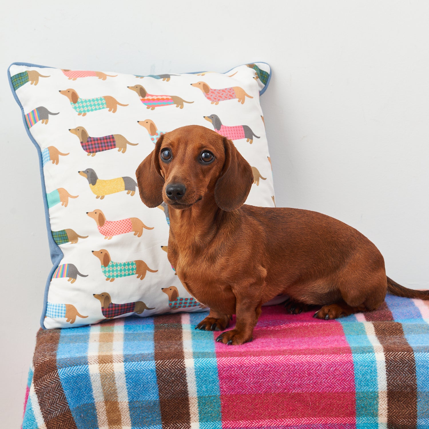 Dashing Dachshund Cushion by Mary Kilvert