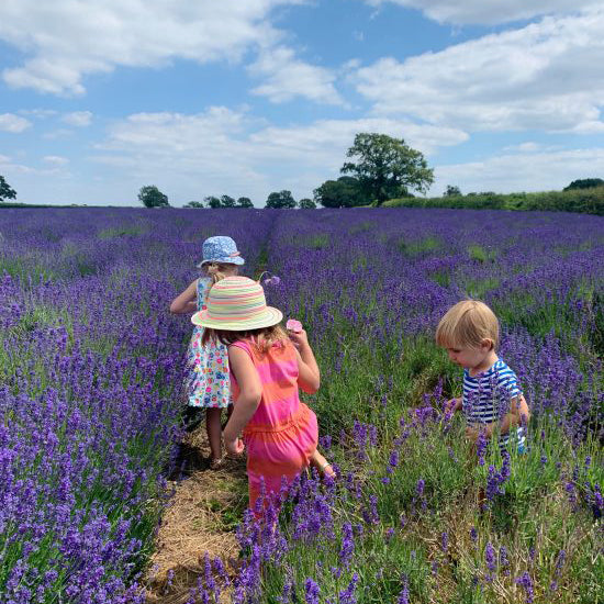 Somerset Lavender Farm in Somerset